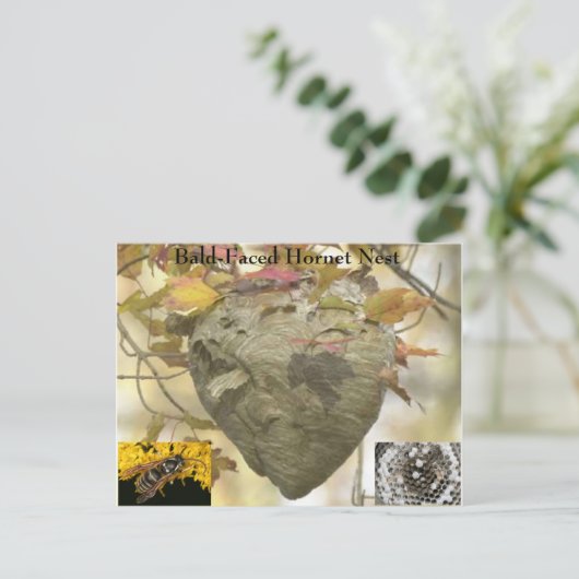 Baldkopfnest Postkarte (Stehend Vorderseite)