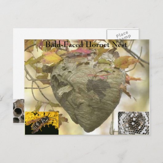 Baldkopfnest Postkarte (Vorne/Hinten)