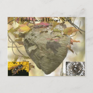 Baldkopfnest Postkarte