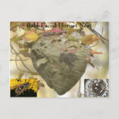 Baldkopfnest Postkarte (Vorderseite)