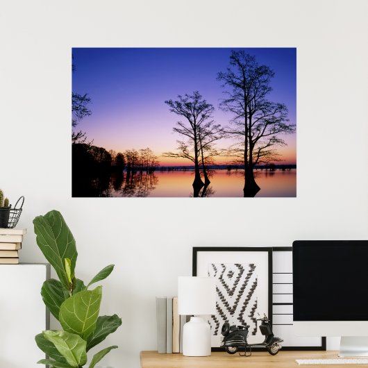 Baldkypresspalmen, bei Sonnenuntergang silhouettie Poster (Heimbüro)