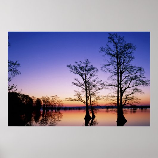 Baldkypresspalmen, bei Sonnenuntergang silhouettie Poster (Vorne)