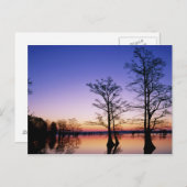 Baldkypresspalmen, bei Sonnenuntergang silhouettie Postkarte (Vorne/Hinten)