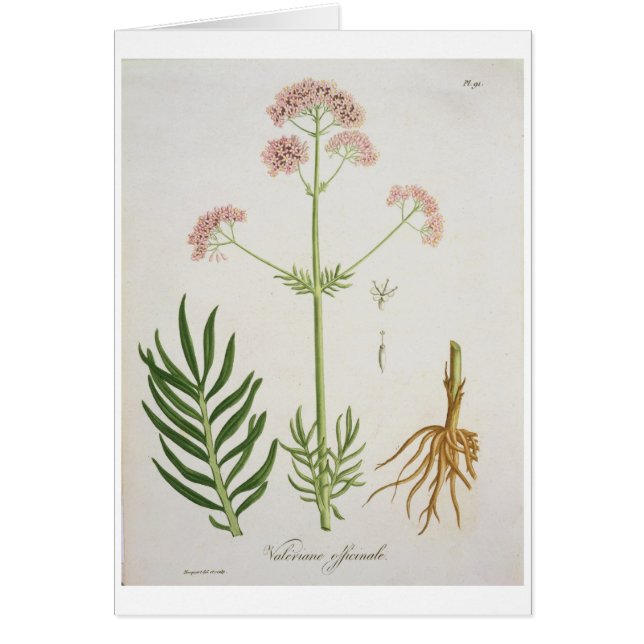 Baldrian von "Phytographie Medicale" durch (Vorne)