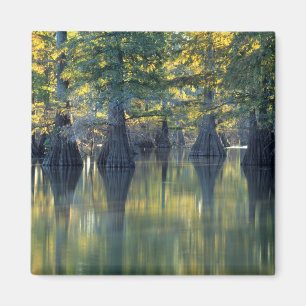 Baldzypressen Horseshoe Lake Illinois Magnet