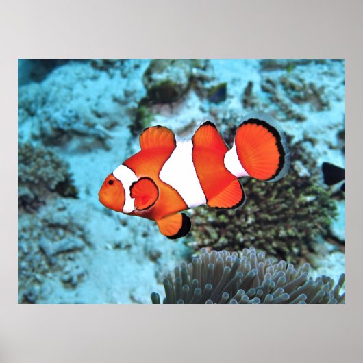 Bali Clownfish Poster (Vorne)