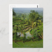 Bali - junge Terrassericefields und -palmen Postkarte (Vorne/Hinten)