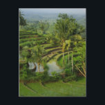 Bali - junge Terrassericefields und -palmen Postkarte<br><div class="desc">Bali - junge Terrassericefields und -palmen</div>