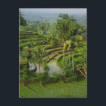 Bali - junge Terrassericefields und -palmen Postkarte<br><div class="desc">Bali - junge Terrassericefields und -palmen</div>