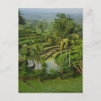 Bali - junge Terrassericefields und -palmen