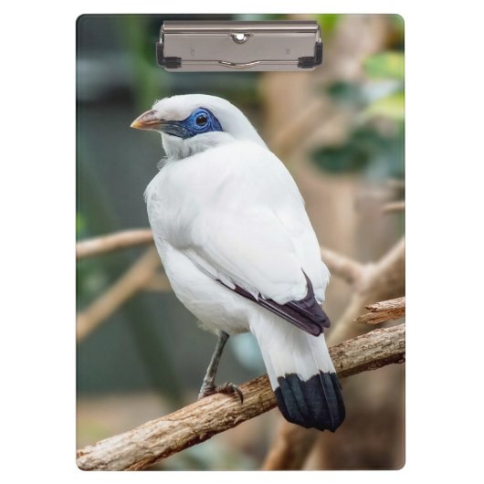Bali Myna Bird Clipboard Klemmbrett (Vorderseite)