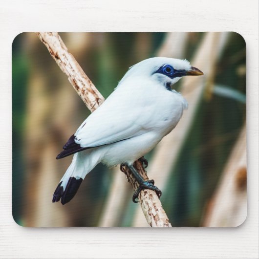 Bali Myna Bird Mousepad (Vorne)