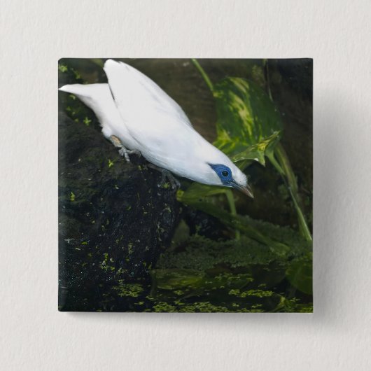 Bali Myna Button (Vorderseite)