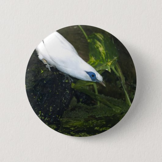 Bali Myna Button (Vorderseite)