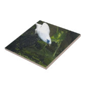 Bali Myna Fliese (Seite)