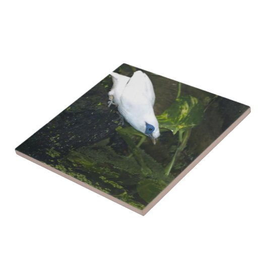 Bali Myna Fliese (Seite)