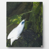 Bali Myna Fotoplatte (Vorderseite)