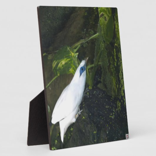 Bali Myna Fotoplatte (Seite)