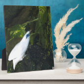 Bali Myna Fotoplatte (Seite)