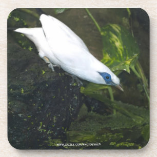 Bali Myna Getränkeuntersetzer
