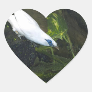Bali Myna Herz-Aufkleber