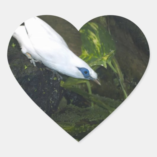 Bali Myna Herz-Aufkleber (Vorderseite)