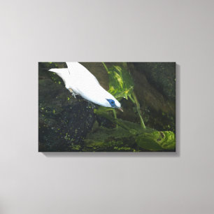 Bali Myna Leinwanddruck