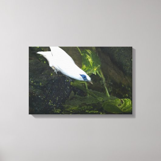 Bali Myna Leinwanddruck (Vorderseite)