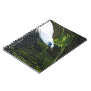 Bali Myna Notizblock