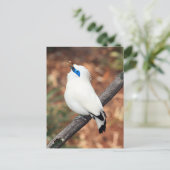 Bali Mynah Bird Foto Postcard Postkarte (Stehend Vorderseite)