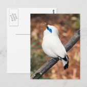 Bali Mynah Bird Foto Postcard Postkarte (Vorne/Hinten)