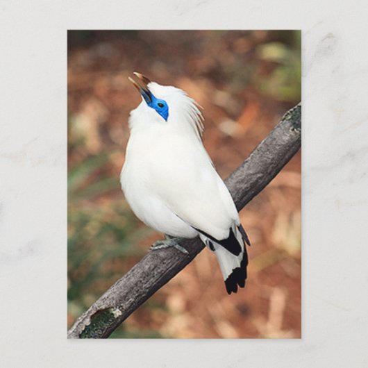 Bali Mynah Bird Foto Postcard Postkarte (Vorderseite)