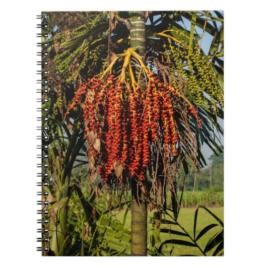 Bali Palm Fruit Rice Field Notebook Notizblock (Vorderseite)