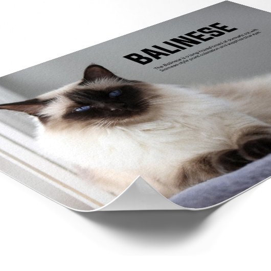 Balinese Cat Breed Poster (Ecke)