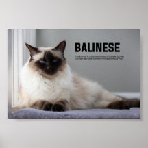 Balinese Cat Breed