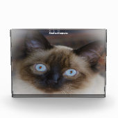 Balinese Cat Fotoblock (Vorderseite)