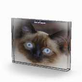 Balinese Cat Fotoblock (Rechts)