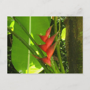 Balisier (Blume) - Martinique, F.W.I. Postkarte
