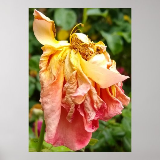 Ball Gown Dead Rose, gelb orange Poster (Vorne)