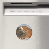 Ball of Cuteness Magnet (In Situ (Geschirrspüler))