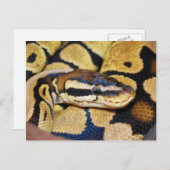 Ball Python, gekocht, Gesicht Postkarte (Vorne/Hinten)