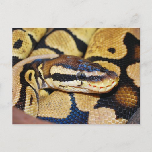 Ball Python, gekocht, Gesicht Postkarte (Vorderseite)