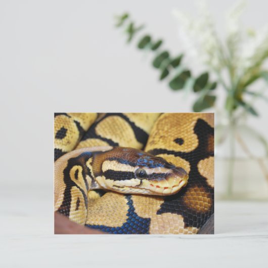 Ball Python, gekocht, Gesicht Postkarte (Stehend Vorderseite)