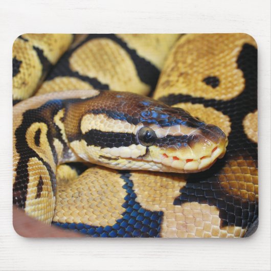 Ball Python, Gesicht, Kopf Mousepad (Vorne)