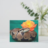 Ball Python, grüner Hintergrund, orange Rose Postkarte (Stehend Vorderseite)