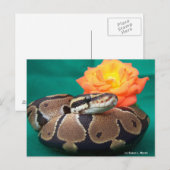 Ball Python, grüner Hintergrund, orange Rose Postkarte (Vorne/Hinten)