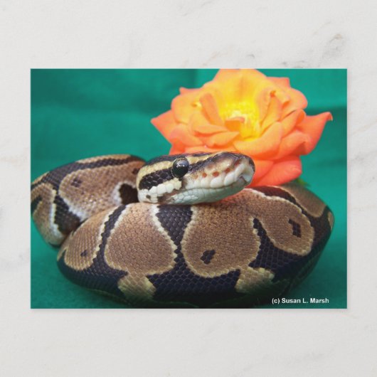Ball Python, grüner Hintergrund, orange Rose Postkarte (Vorderseite)