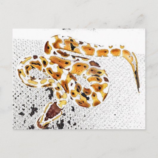 Ball Python Postkarte (Vorderseite)