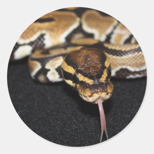 Ball Python Sticker (Vorderseite)