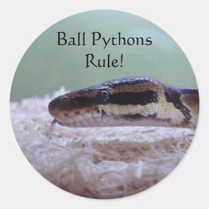 Ball Pythons Regel! Runder Aufkleber